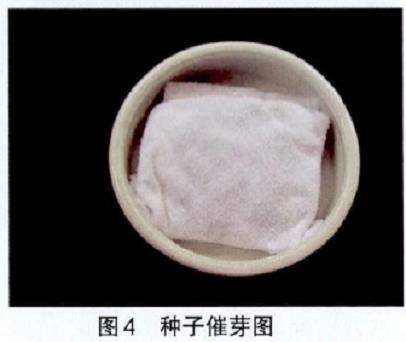 为什么朱顶红播种之前要催芽