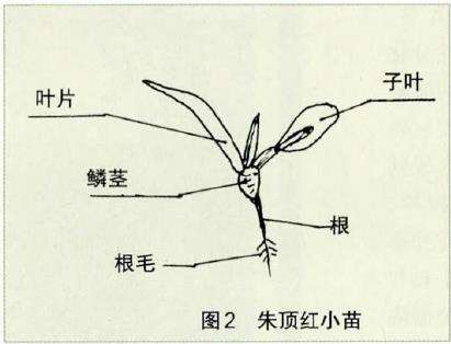 为什么朱顶红播种之前要催芽