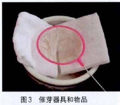 为什么朱顶红播种之前要催芽