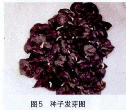 为什么朱顶红播种之前要催芽