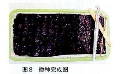 朱顶红播种怎么用培养土和盆子的方法