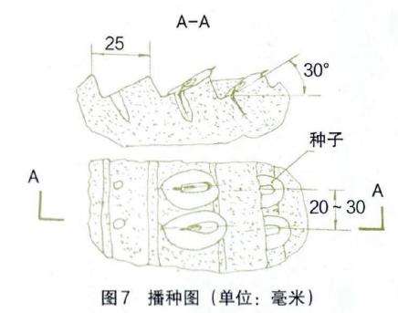 朱顶红播种怎么用培养土和盆子的方法