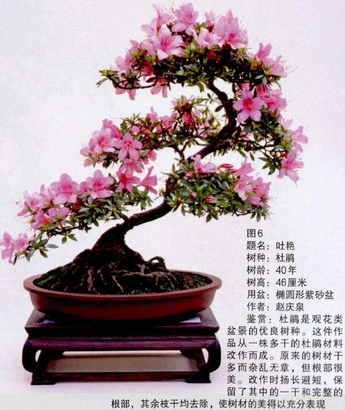 赵庆泉教你怎么选用合适的盆景树种