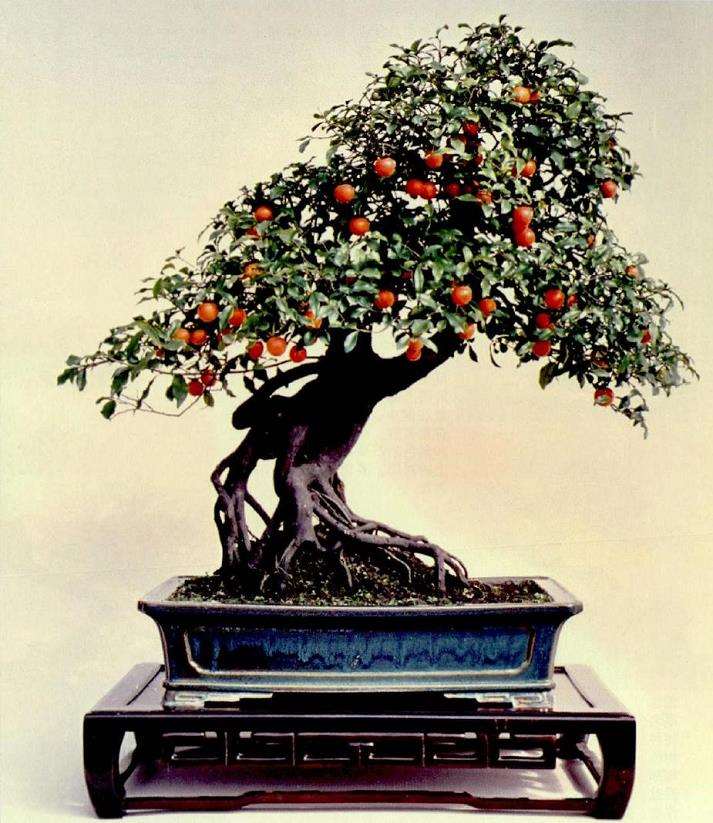 赵庆泉教你怎么选用合适的盆景树种