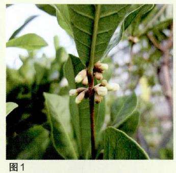 盆栽神秘果出售