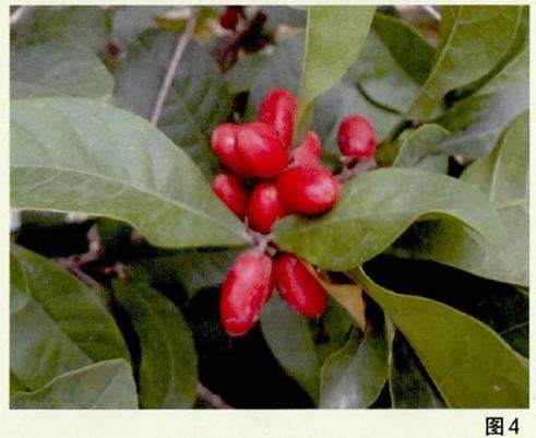 盆栽神秘果出售