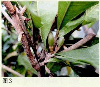 盆栽神秘果出售