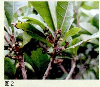 盆栽神秘果出售