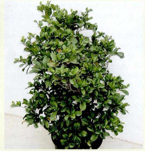 盆栽神秘果出售