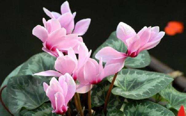 仙客来怎么播种的3个方法