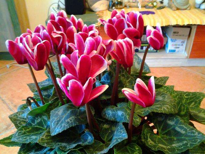 仙客来怎么育苗授粉