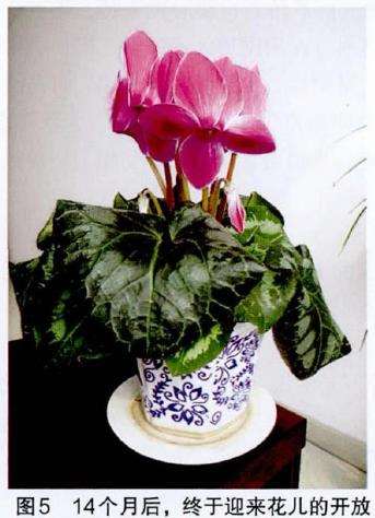 仙客来怎么施肥通风