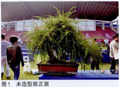 图解 吴成发怎么制作福建茶盆景的22个过程