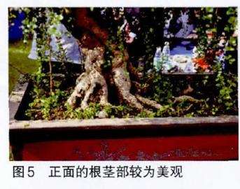 图解 吴成发怎么制作福建茶盆景的22个过程