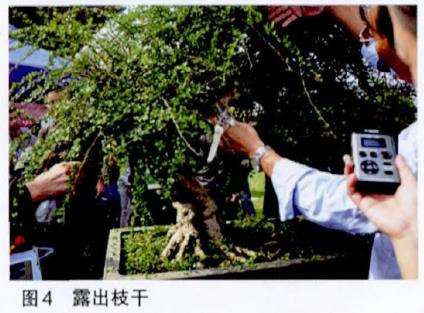 图解 吴成发怎么制作福建茶盆景的22个过程