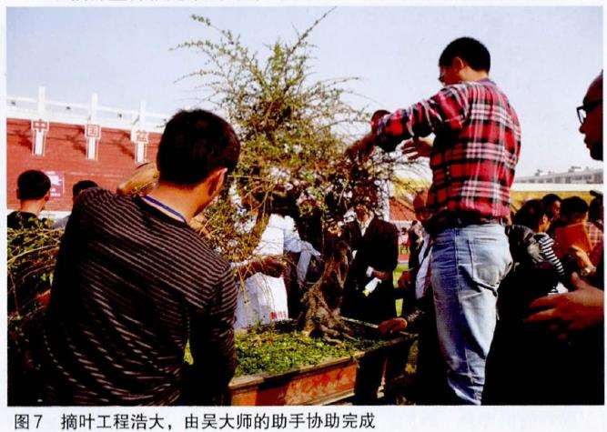 图解 吴成发怎么制作福建茶盆景的22个过程