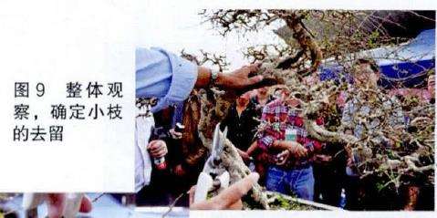 图解 吴成发怎么制作福建茶盆景的22个过程