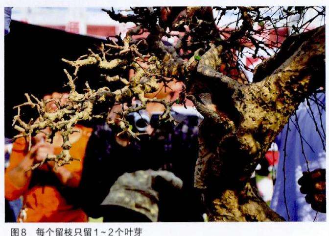 图解 吴成发怎么制作福建茶盆景的22个过程