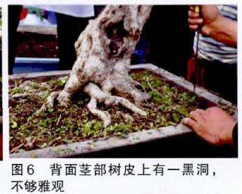 图解 吴成发怎么制作福建茶盆景的22个过程