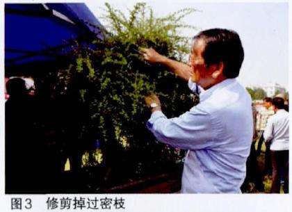 图解 吴成发怎么制作福建茶盆景的22个过程