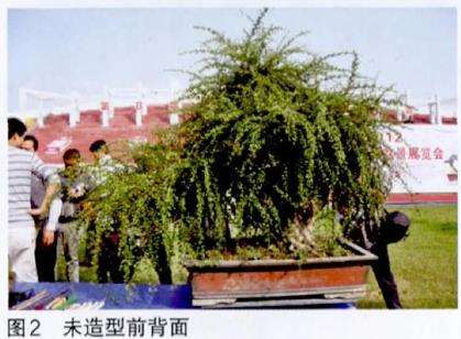 图解 吴成发怎么制作福建茶盆景的22个过程