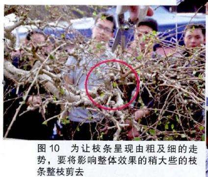 图解 吴成发怎么制作福建茶盆景的22个过程