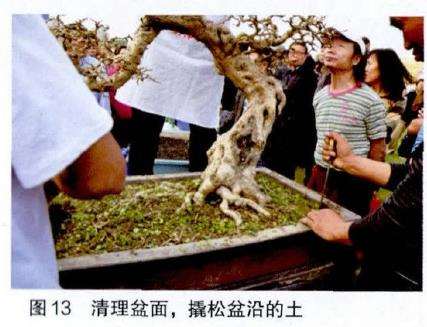 图解 吴成发怎么制作福建茶盆景的22个过程