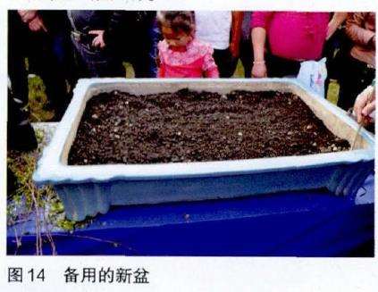 图解 吴成发怎么制作福建茶盆景的22个过程