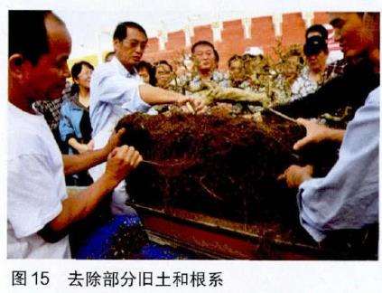 图解 吴成发怎么制作福建茶盆景的22个过程