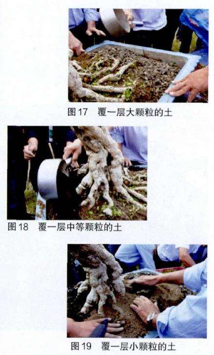 图解 吴成发怎么制作福建茶盆景的22个过程