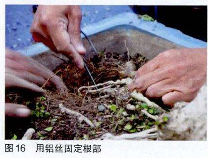 图解 吴成发怎么制作福建茶盆景的22个过程