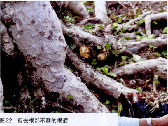 图解 吴成发怎么制作福建茶盆景的22个过程