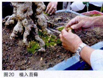 图解 吴成发怎么制作福建茶盆景的22个过程