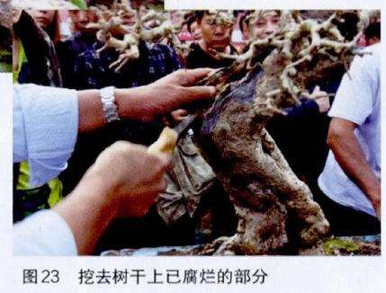 图解 吴成发怎么制作福建茶盆景的22个过程