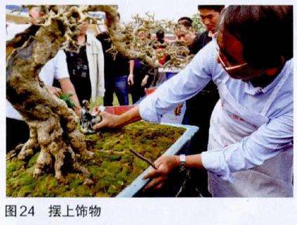 图解 吴成发怎么制作福建茶盆景的22个过程