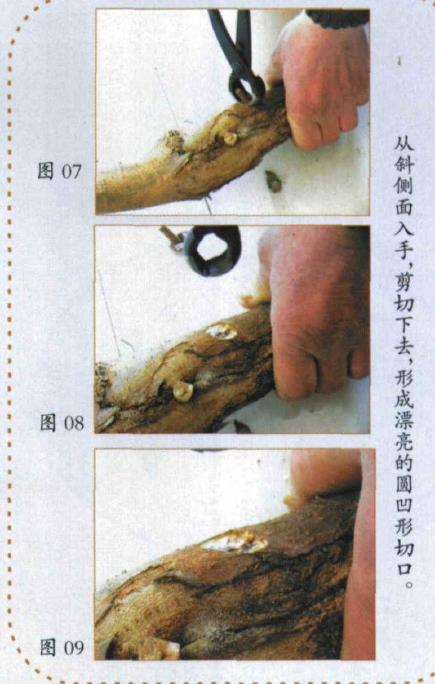 盆景球节剪怎么使用