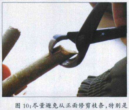 图解 盆景叶芽剪怎么使用的3个方法