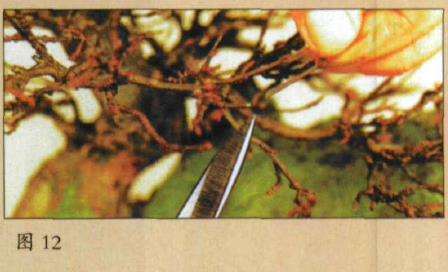 图解 盆景叶芽剪怎么使用的3个方法