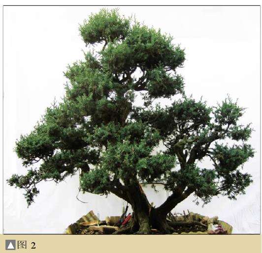 图解 一次对刺柏盆景桩的初次制作