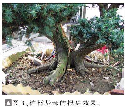 图解 一次对刺柏盆景桩的初次制作