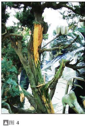 图解 一次对刺柏盆景桩的初次制作