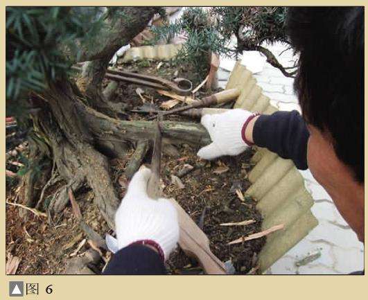 图解 一次对刺柏盆景桩的初次制作