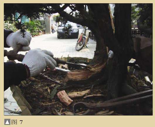 图解 一次对刺柏盆景桩的初次制作