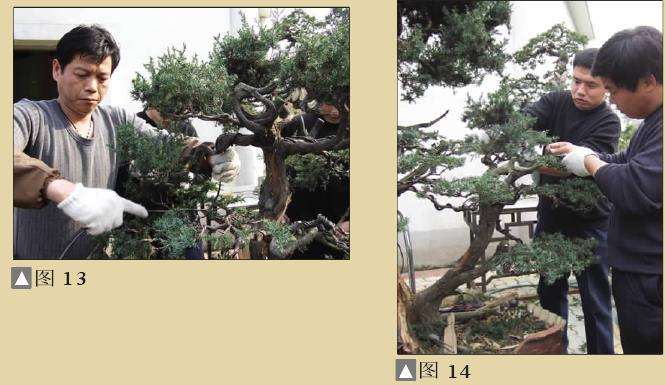 图解 一次对刺柏盆景桩的初次制作