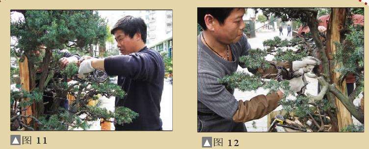 图解 一次对刺柏盆景桩的初次制作
