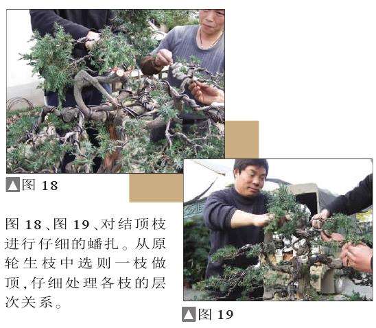 图解 一次对刺柏盆景桩的初次制作