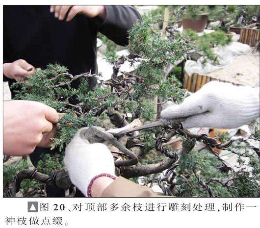 图解 一次对刺柏盆景桩的初次制作