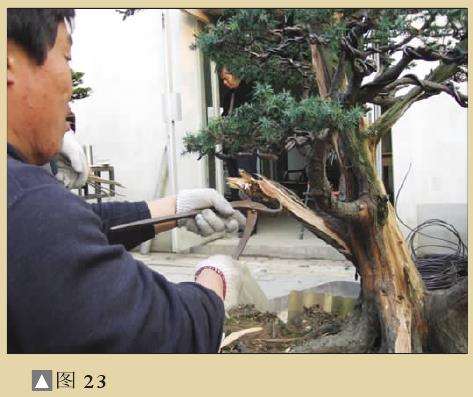 图解 一次对刺柏盆景桩的初次制作