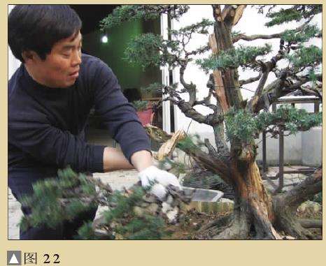 图解 一次对刺柏盆景桩的初次制作
