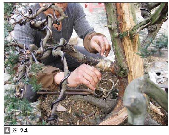 图解 一次对刺柏盆景桩的初次制作